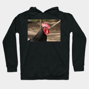 Rooster - Magpie Springs - Adelaide Hills - by South Australian artist Avril Thomas Hoodie